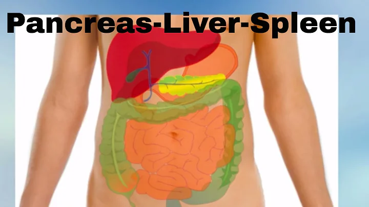 Pancreas -Liver- Spleen- Organs of the Human Body - DayDayNews