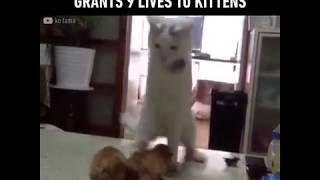 Shaman Cat Performs Ritual To Grant Kittens Their Nine Lives | 9GAG it