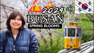 🇰🇷 เที่ยวปูซาน 2024 : SPRING BLOOMS IN BUSAN 🌸 ช่วงปลายเดือนมีนาคม ดูดอกพ็อดกด ที่จินแฮ ปูซาน