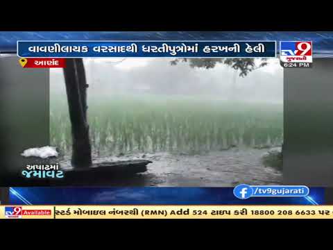 Farmers delighted as Rainfall returns after a dry spell in Anand | TV9News