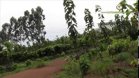 Vườn ươm cây giống của Cây Xanh Gia Nguyễn (p7)