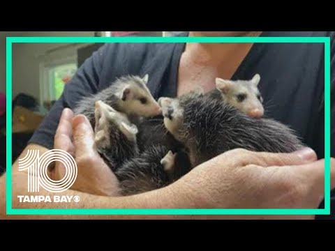 Video: Dobrovolníci kapela společně obnovit Wildlife Rescue Center po hurikánu