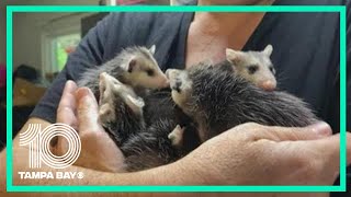 A look inside the life of a wildlife rehab volunteer