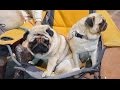 МОПСЫ СЕНЯ И ТРЁШКА на Выставке собак.Pug Senya And Treshka on Dog Show.Odessa.