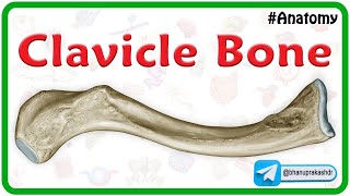 Clavicle Bone Anatomy Animation Bony Landmarks And Development