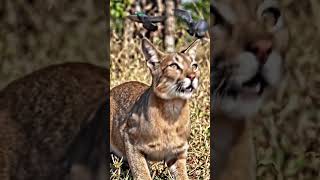 The Ultimate Aerial Hunt Serval Cats vs. Birds 🦅🐱 | Predators in Slow Motion