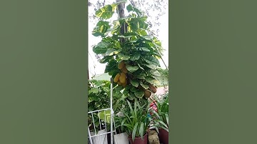 Cây Mít Nghệ ..kiển sieu trái