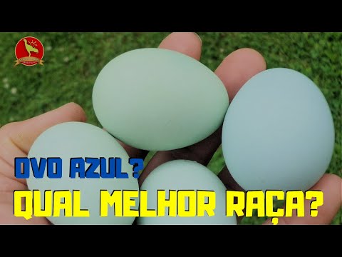 Vídeo: Por que os ovos de galinha são azuis?