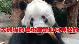 成都大熊猫繁育研究基地的大熊猫为什么那么多螨虫眼？揭秘大熊猫螨虫眼的原因！