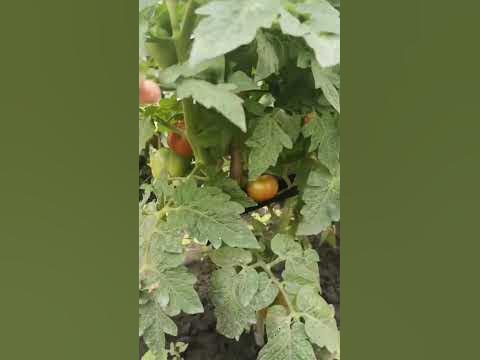 перші помідори і огірки #огірки #помідори #город #огородныедела # ...