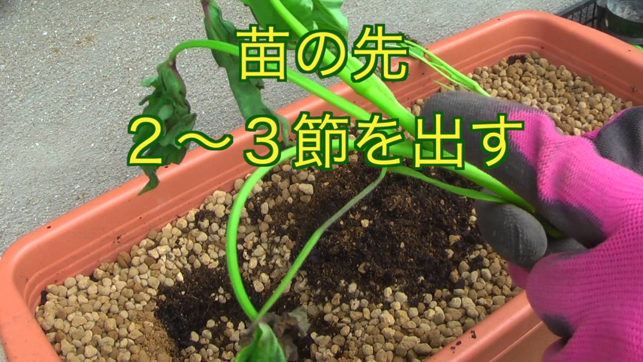 家庭菜園だより ０１プランターで育てる夏野菜サツマイモ 植えつけ Youtube