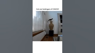 Funny Cat DESTROYS Pet Parent
