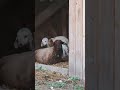 Zurich city Schwamendingen sheep at stable.