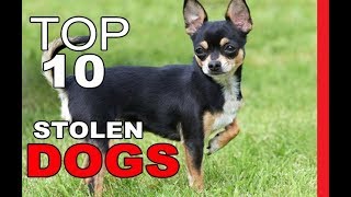 Top 10 Most Commonly Stolen Dog Breeds