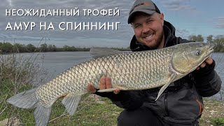 Амур на спиннинг🎣 7 минут борьбы💪 Рыбалка на реке Кубань