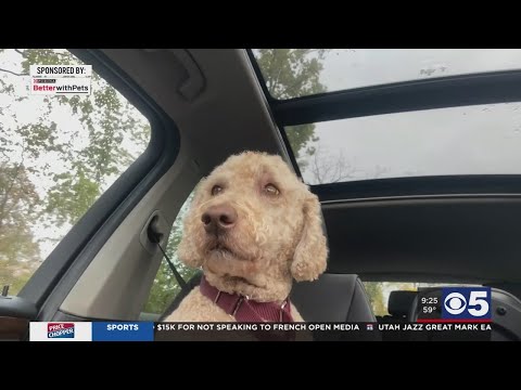 Video: Expert Tipy pro cestování se svým psem