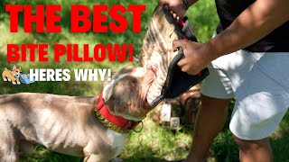 The Best Bite Pillows for Bullies (Explained)