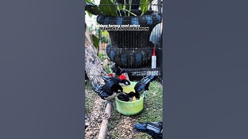 Rambatan Doraemon #aviary #birds #rambatan #kicaumania #burung #kicaumanianusantara #burungkicau #lb