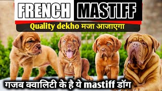 French mastiff top quality puppies | french mastiff for sale