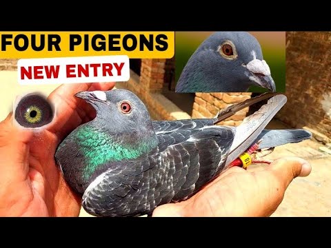 Welcome My New Pigeon | 4 Pigeons New Entry | Birds New Addition