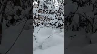 SNOWY WINTER FOREST winter nature lifeabroad lifeinsweden adventure