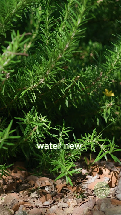 How to Grow Rosemary
