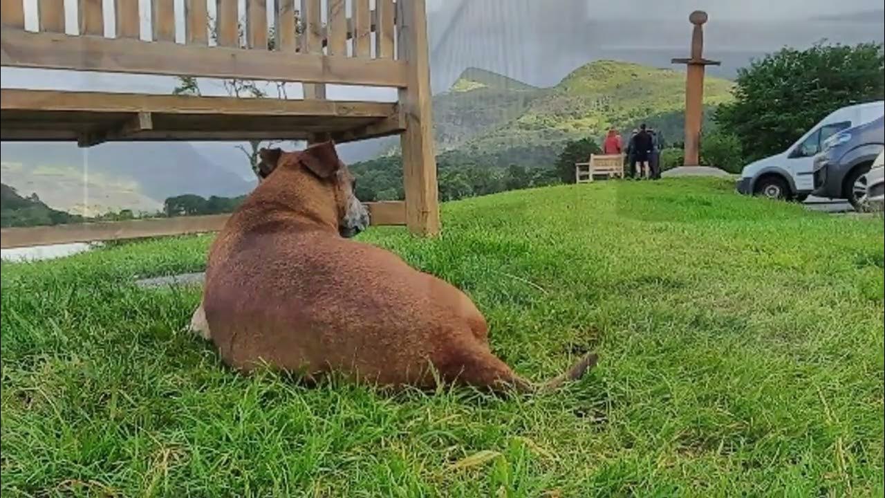 dog wheelchair for Adley Christmas YouTube