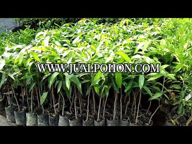 Bibit Mangga Red Ivory Berkualitas Tinggi, Dapatkan di Sini