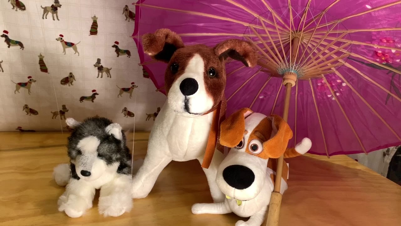 Human Animal Interactions