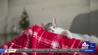 Adopt a pet this holiday season: Tips from Best Friends Animal Society