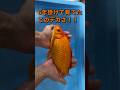 極大金魚をヤフオク出品中！ケンちゃんねる！！