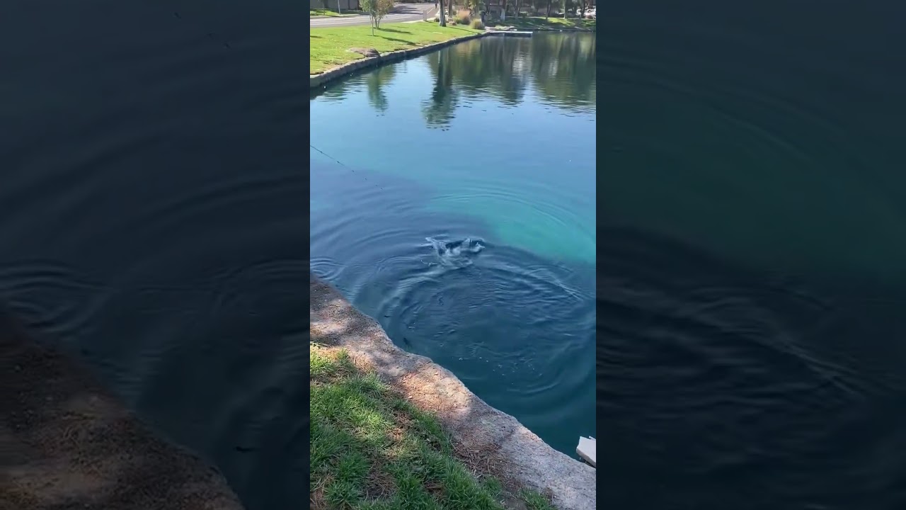 Bass fishing in Las Vegas 