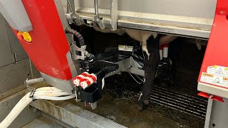 Milking cows with Lely robots
