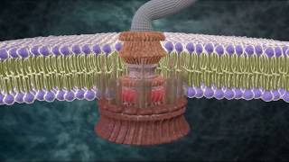 MICHAEL BEHE AND THE MYSTERY OF MOLECULAR MACHINES FOUND IN ALL CELLS