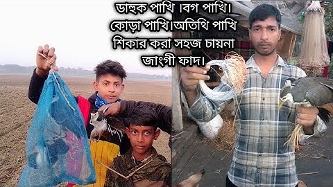 waterhen dahuk Bird trap hunting.kora bird trap.duck bird trap.dahuk pakhir dhora fat.#birttrap