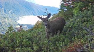 Trap images document population of endangered huemul deer in Chile