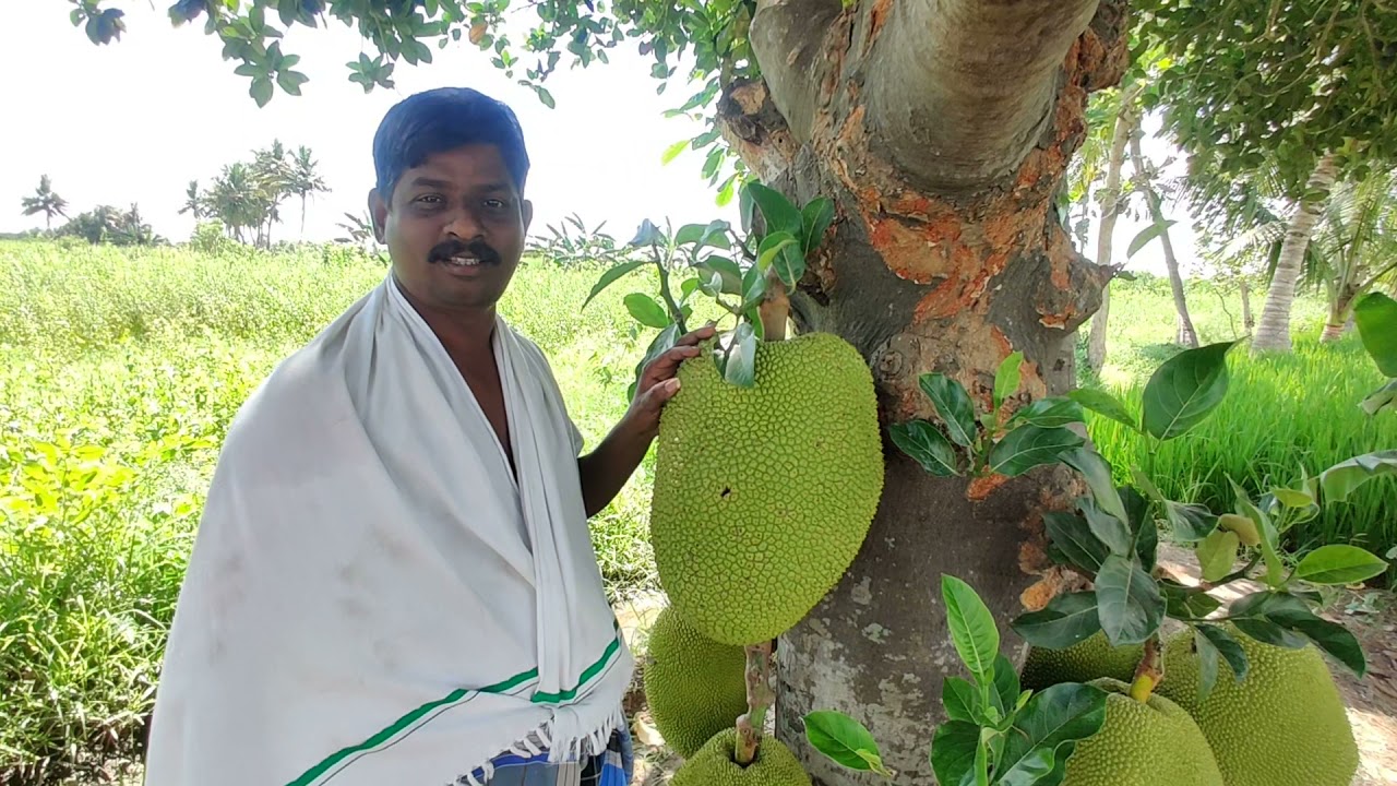 🍈panruti palapazham🍈