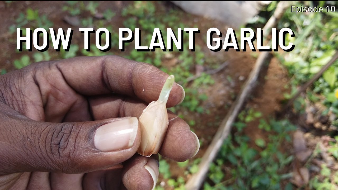 🇯🇲 How To Plant Garlic