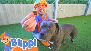 Blippi Visits an Animal Shelter | Kids Show | Fun Time | Creepy Crawlies