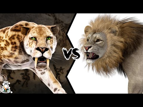 Video: Zou een sabeltandtijger een leeuw verslaan?