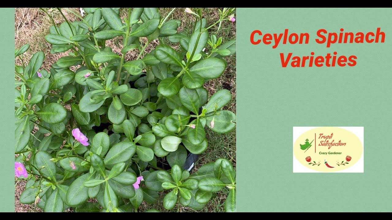 Ceylon Spinach Varieties, Growing, Uses Ceylon Bachali Banglore