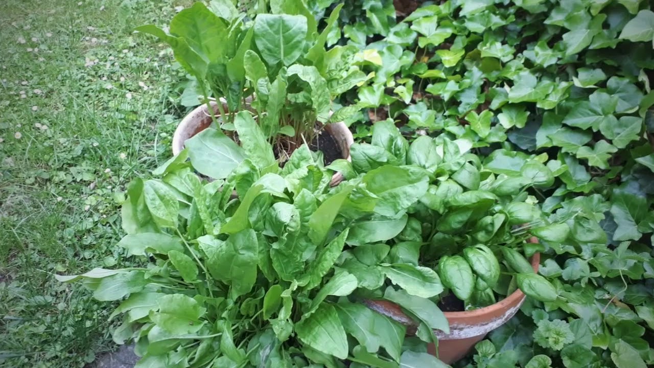 Natural dyeing process dyeing with spinach YouTube