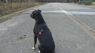 How far will my dog go before coming back by Red Bwoy TV ANIMALS 1,094 views 3 years ago 2 minutes, 32 seconds