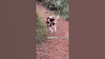 The Lemurs of Madagascar #lemur #wildlife #wildcreatures #wildencounters #primates #animalia