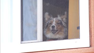 How Dogs Are Coping With Separation Anxiety as Offices Open