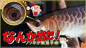 失敗すると失明 アジアアロワナの目ダレ治療 Youtube 失敗すると失明 アジアアロワナの目ダレ治療 Youtube
