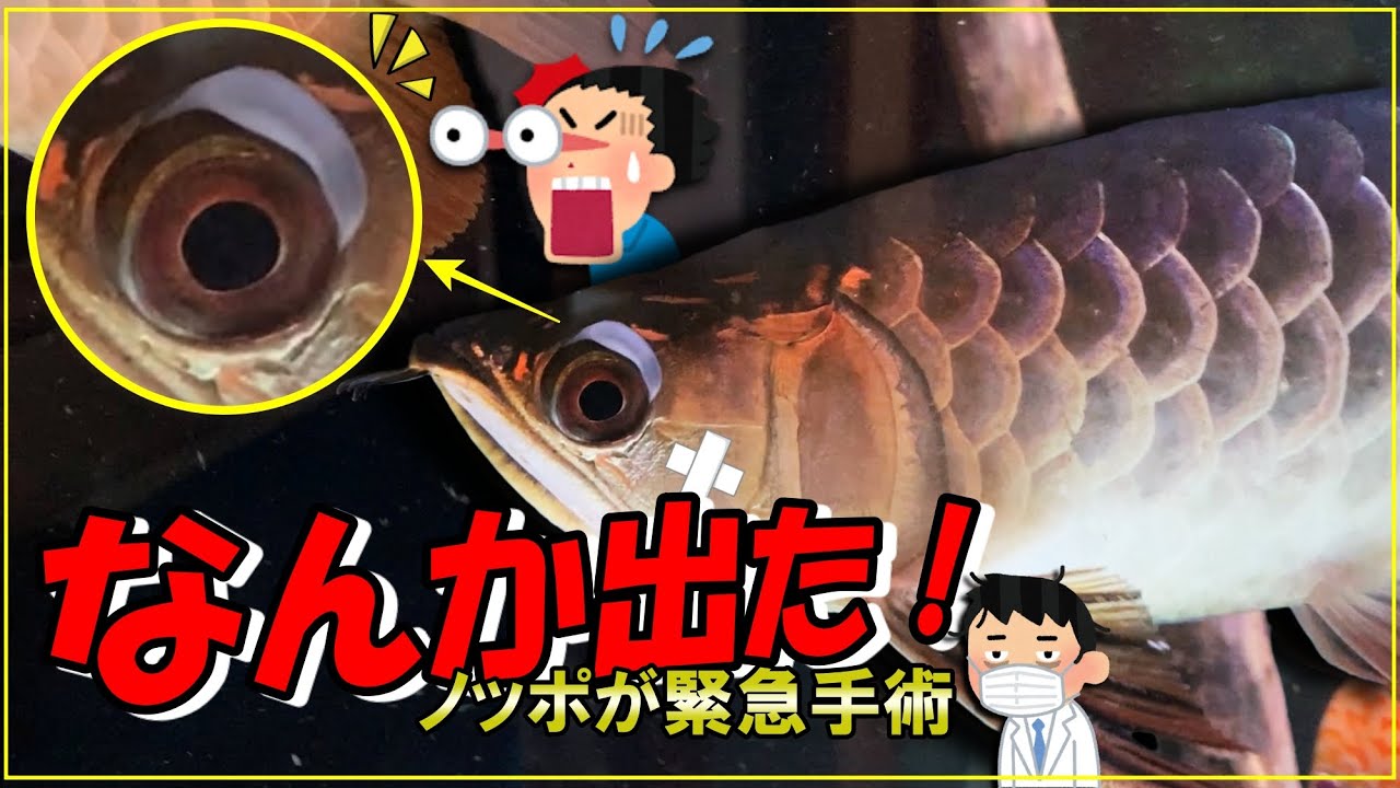 シルバーアロワナ　左目垂れ目 Dr.Noppo】アロワナの目から何か出た！！と言う事で手術しました
