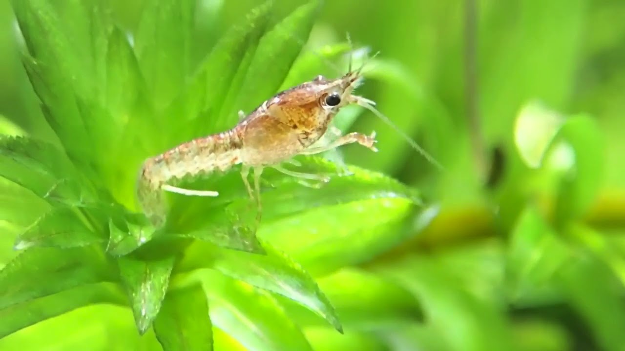 ザリガニ アナカリスの上でくつろぐ稚ザリガニ Crayfish Youtube