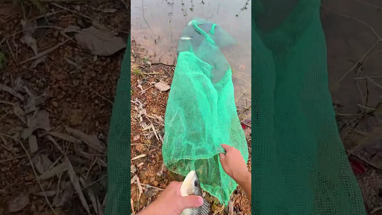 Hồ vầu Zenveiw Lạc Thuỷ Tập 3 