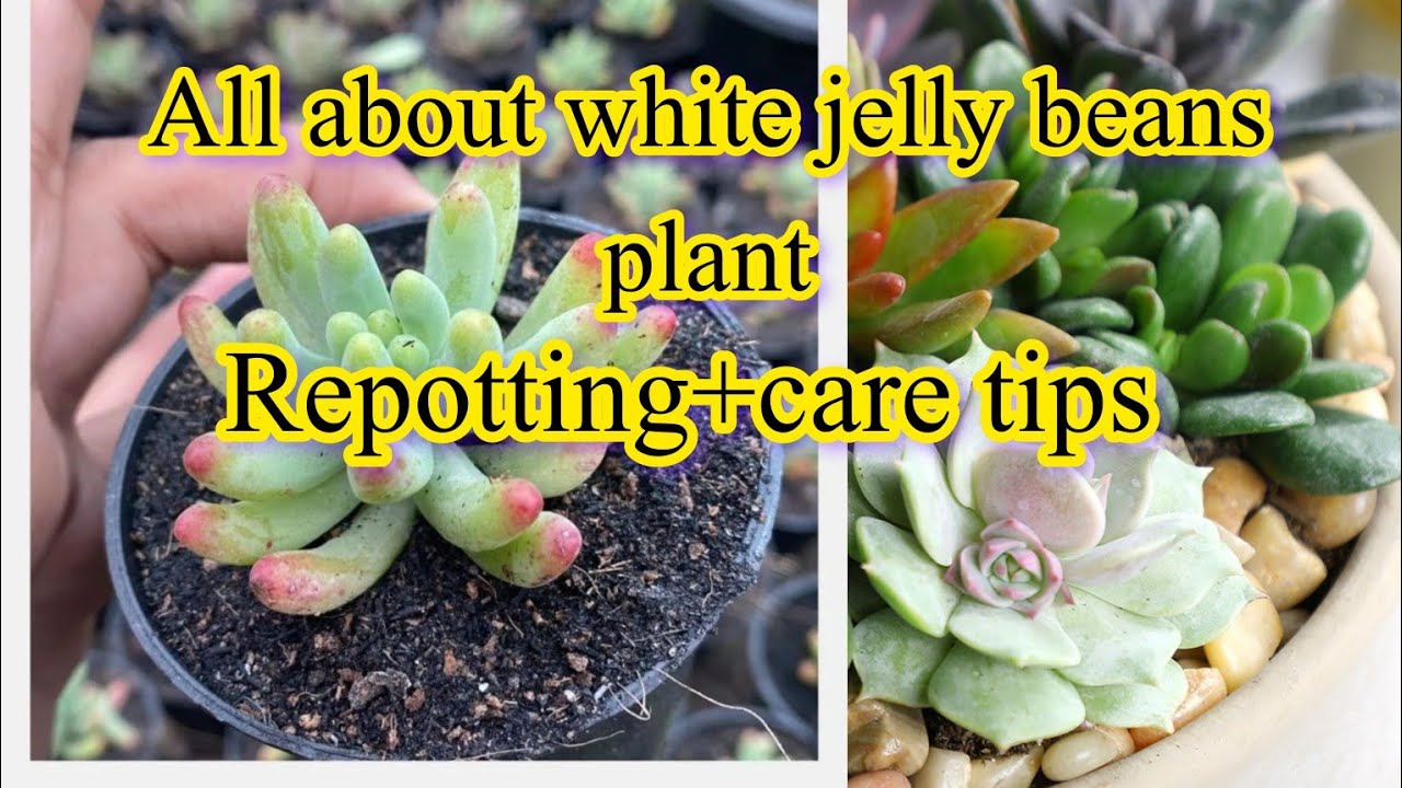 How to grow care white jelly bean plant .Care tips for repotting of white jelly bean plant 